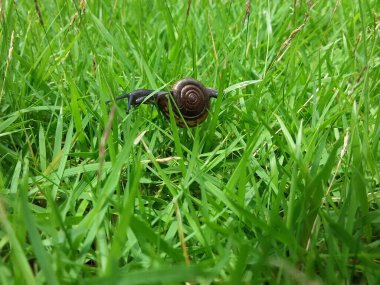 Yeşil çimlerde salyangoz.