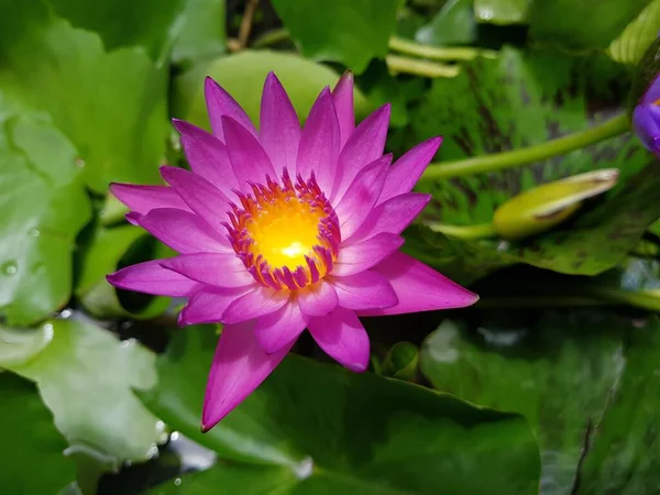 Yeşil Yapraklar Üzerinde Pembe Zambağı Nilüfer Çiçeği Nilüfer Çiçeği — Stok fotoğraf