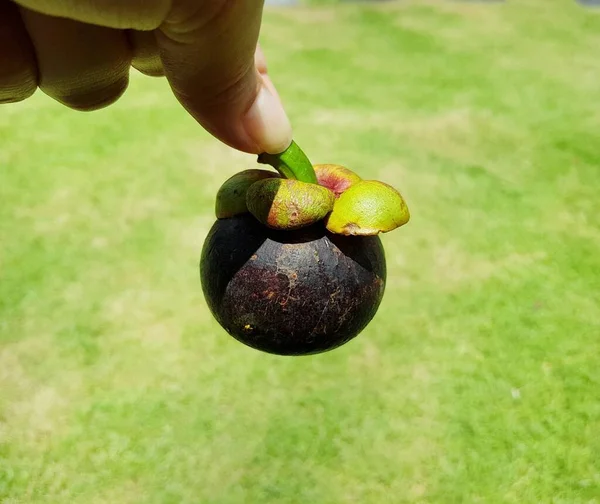 Плоды Мангостина Зеленом Фоне Травы — стоковое фото