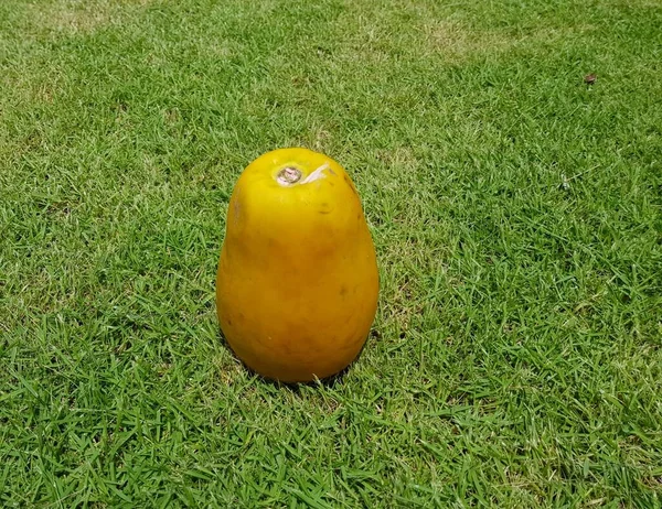 Reife Papaya Früchte Auf Grünem Gras Hintergrund — Stockfoto