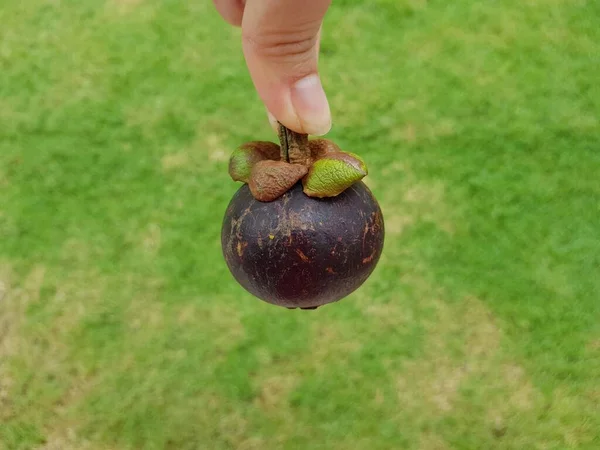 Mangostan Früchte Auf Grünem Gras Hintergrund — Stockfoto
