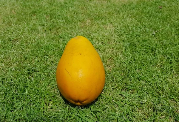 Reife Papaya Früchte Auf Grünem Gras Hintergrund — Stockfoto