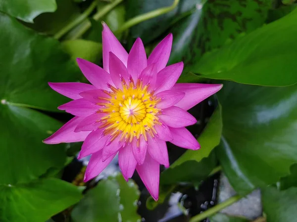 Top view pink lotus flower on green leaves background.