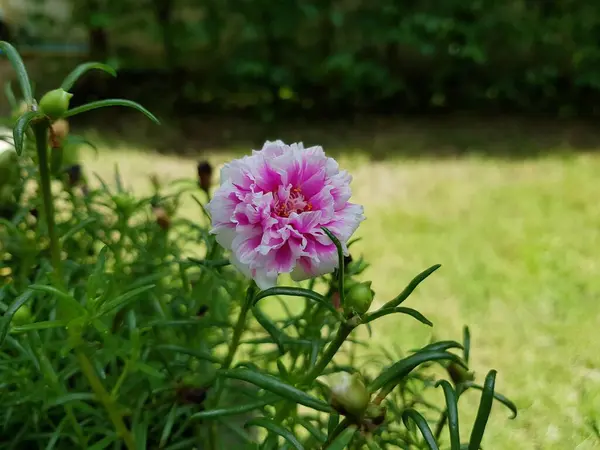 Różowy Kwiat Portulaka Pospolita Ogrodzie — Zdjęcie stockowe