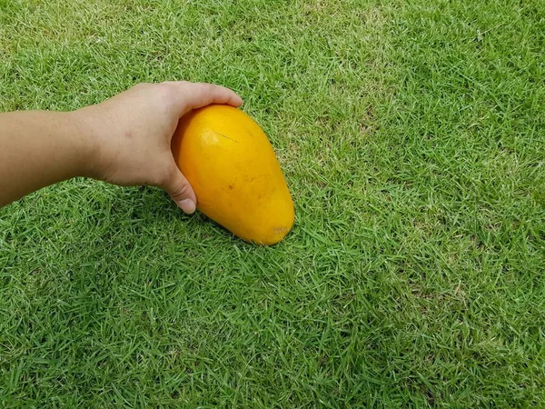Mão Jovem Segura Mamão Amarelo Jardim — Fotografia de Stock