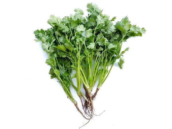 Zöld Koriander Zöldség Fehér Alapon — Stock Fotó