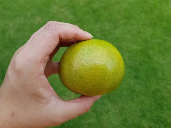 Primer Plano Una Mano Sosteniendo Una Fruta Naranja — Foto de Stock