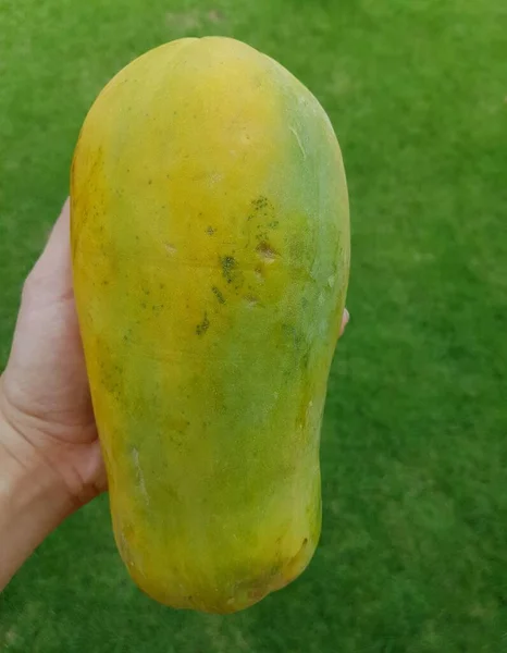Közelkép Papaya Gyümölcs Kézben Zöld Háttér — Stock Fotó
