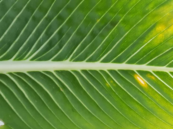 Groene Bladeren Textuur Achtergrond — Stockfoto