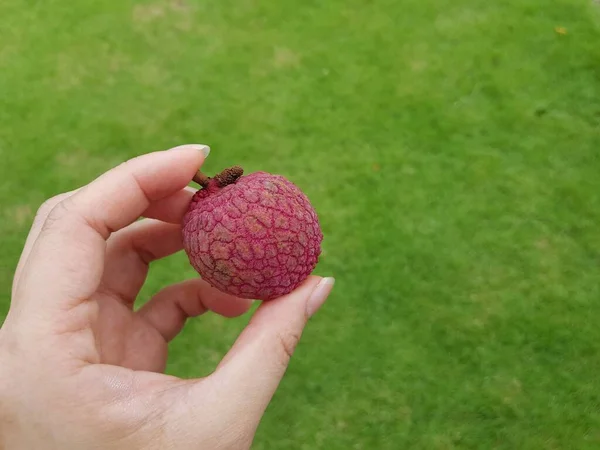 Llychees Φρούτα Στο Χέρι Πράσινο Φόντο Γρασίδι — Φωτογραφία Αρχείου