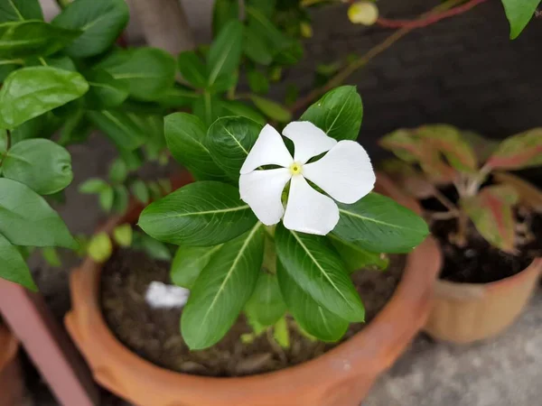 White Madagascar Periwinkle Flower Green Leaves Garden — Stock Photo, Image