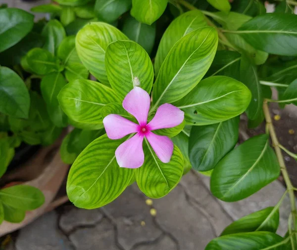 Rosa Madagascar Flor Periwinkle Hojas Verdes Naturaleza — Foto de Stock