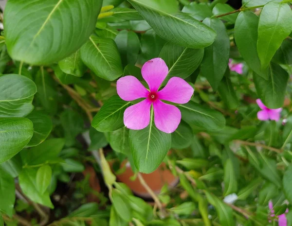 Rosa Madagaskar Perlmutt Blume Auf Grünen Blättern Hintergrund — Stockfoto
