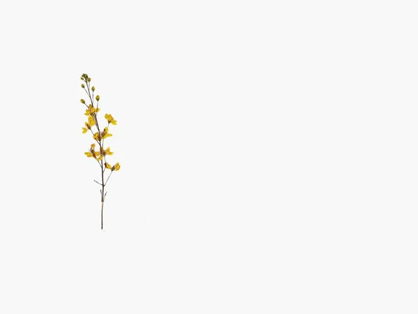 Suchy Żółty Kwiat Białym Tle Zdjęcie Stockowe