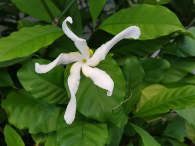 Yeşil yapraklı beyaz pelerin yasemin çiçeği.