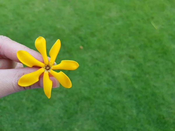 Hand Hält Golden Gardenia Blume Auf Grünem Gras Hintergrund — Stockfoto