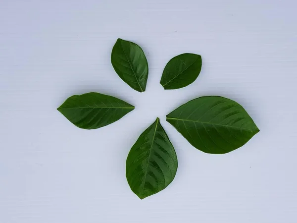 Färska Gröna Blad Växt Vit Bakgrund — Stockfoto