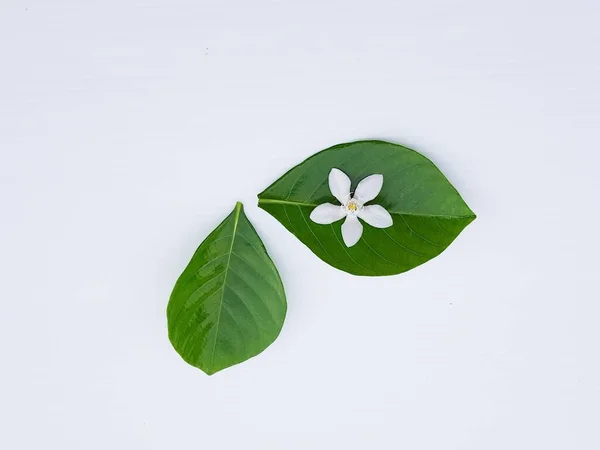 Vita Blommor Med Gröna Blad Ljus Bakgrund — Stockfoto