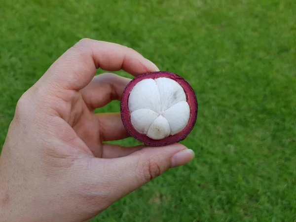 Hand Hält Eine Mangostanfrucht Mit Grünem Grashintergrund — Stockfoto