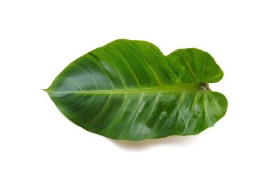 beyaz arkaplanda yeşil yapraklar.