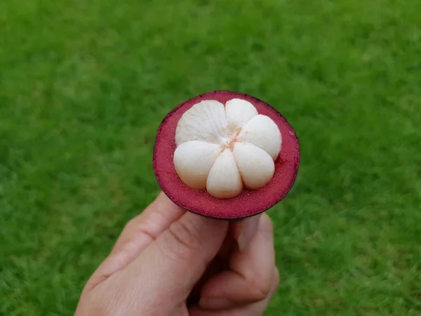 緑の草の背景を持つ手の新鮮なマンゴスチンの果物 — ストック写真