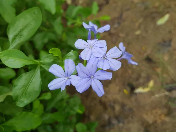 Lila Umhang Bleifuß Blume Der Natur — Stockfoto