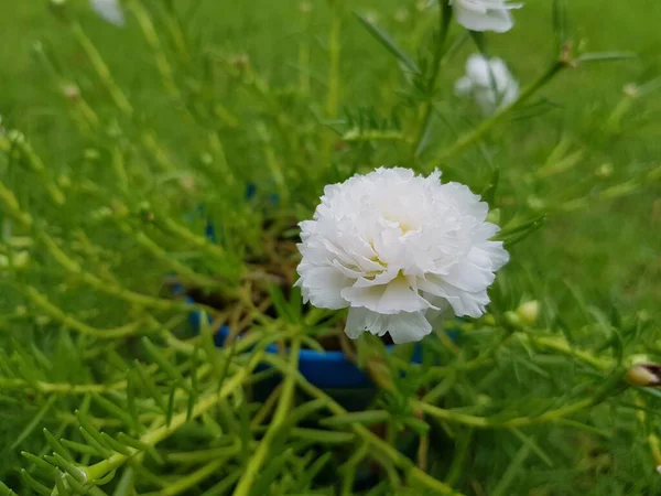 White Common Purslane Kwiat Przyrodzie — Zdjęcie stockowe