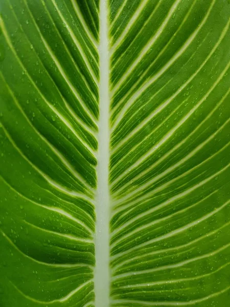 Зелений Фон Листя Текстурою — стокове фото