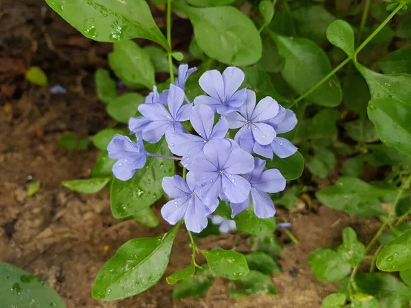 Fialová Pláštěnka Olověná Květina Zahradě — Stock fotografie