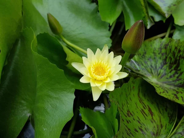 close up yellow lotus flower blooming in pond