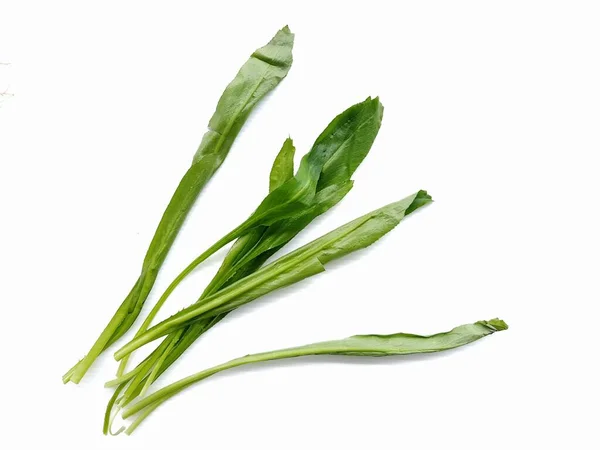Green Stink Weed Isolated White Background — Stock Photo, Image