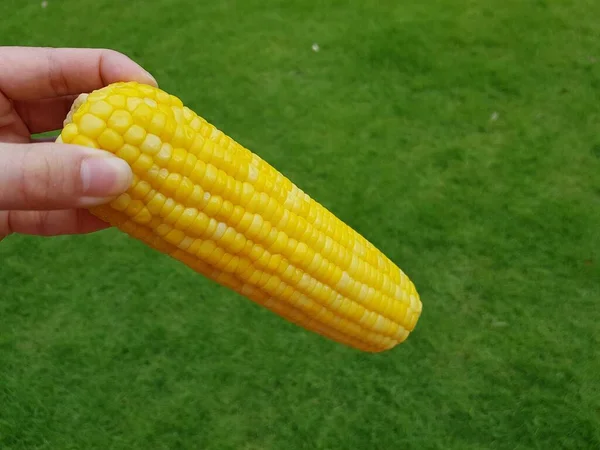 Желтая Кукуруза Зеленом Фоне — стоковое фото