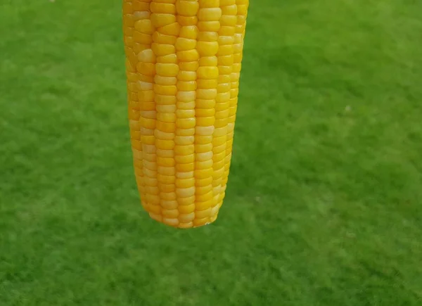 Желтая Кукуруза Зеленом Фоне — стоковое фото