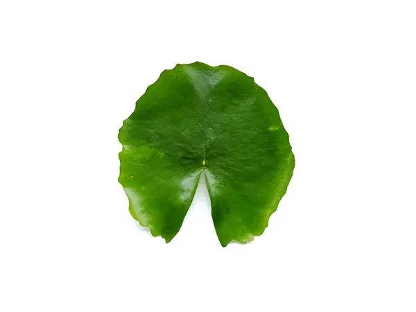 Gröna Lotusblad Vit Bakgrund — Stockfoto