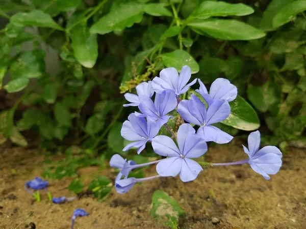 Capa Púrpura Flor Hierba Plomo Fondo Naturaleza — Foto de Stock