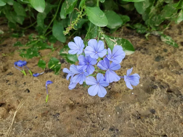 Μωβ Ακρωτήριο Leadwort Λουλούδι Στον Κήπο — Φωτογραφία Αρχείου