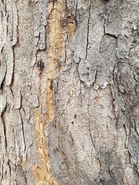 Árvore Velha Tronco Textura Fundo — Fotografia de Stock