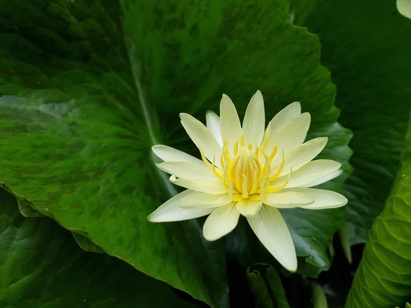 Жовта Квітка Лотоса Саду — стокове фото