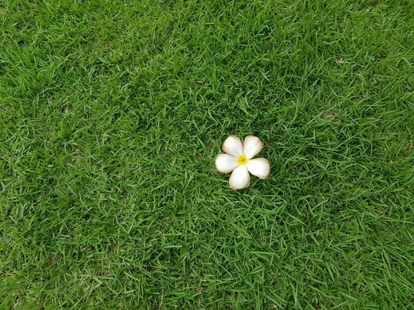 Weiße Blume Auf Grünem Gras Hintergrund — Stockfoto