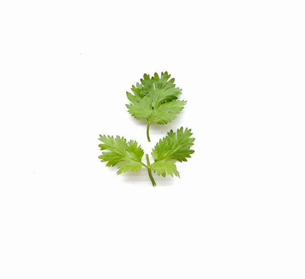 Πράσινα Φύλλα Κορίανδρου Λαχανικών Λευκό Φόντο — Φωτογραφία Αρχείου