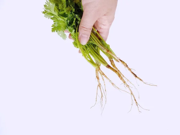 Root Coriander Vegetable White Background — Stock Photo, Image