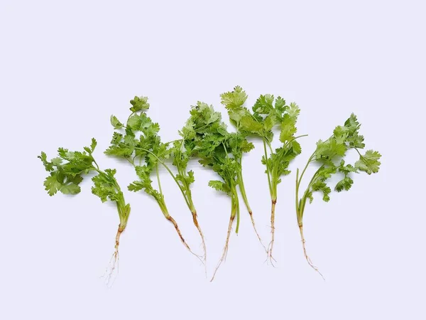 白を背景に新鮮な緑のコリアンダー野菜 — ストック写真