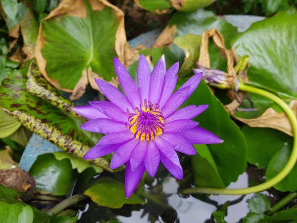 Havuzda Güzel Mor Lotus Çiçeği — Stok fotoğraf