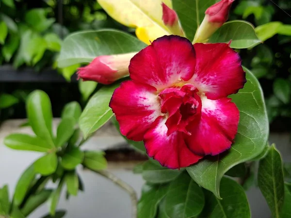 Czerwony Kwiat Róży Pustyni Przyrodzie — Zdjęcie stockowe