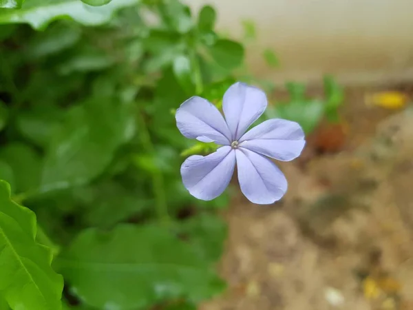 Lila Umhang Bleifuß Blume Garten — Stockfoto