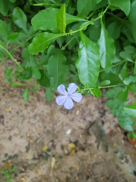 Cape Violette Fleur Plomb Dans Jardin — Photo