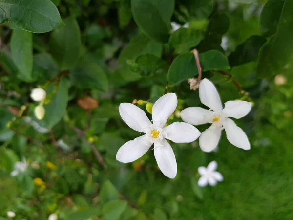 Yeşil Yapraklar Üzerinde Beyaz Arktik Kar Inda Çiçeği — Stok fotoğraf