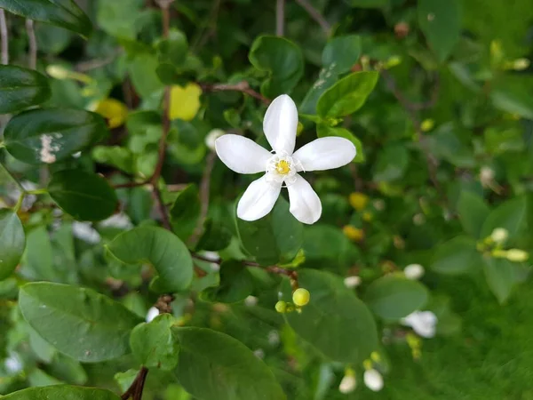 緑色の葉裏に白い北極雪 インド の花を咲かせます — ストック写真