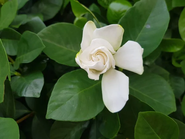 Branco Cape Jasmine Flor Fundo Folha Verde — Fotografia de Stock