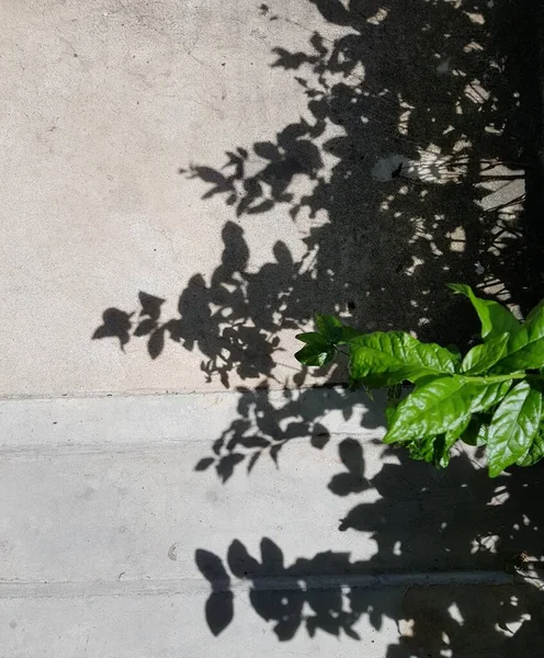 Shadow Tree Concrete Background — Stock Photo, Image
